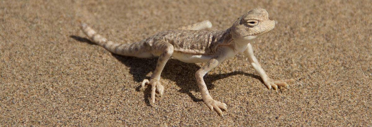 A small lizard of the Maranjab desert in Iran